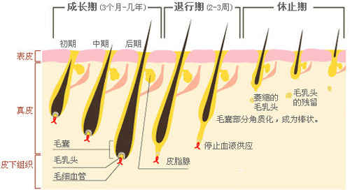 脫毛為什么一次性脫不干凈？原因在這里