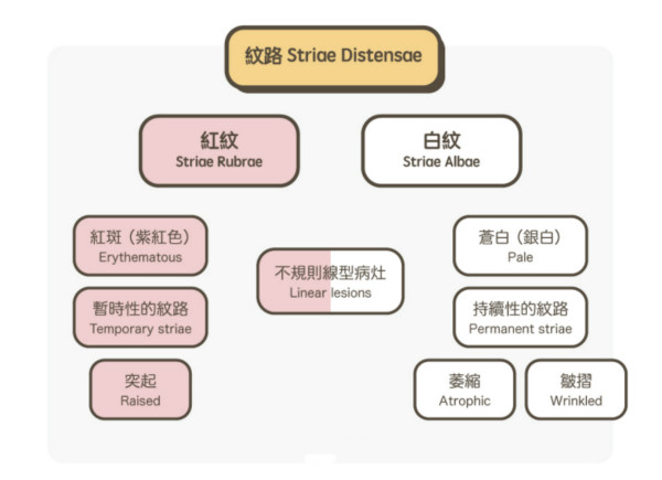 一文秒懂！妊娠紋肥胖紋保養(yǎng)、治療及預(yù)防全攻略