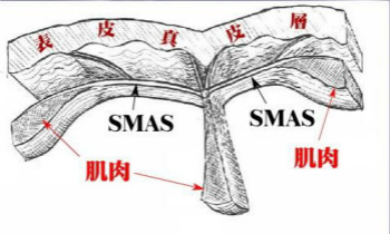 什么是SMAS筋膜層？美容儀器廠家告訴你